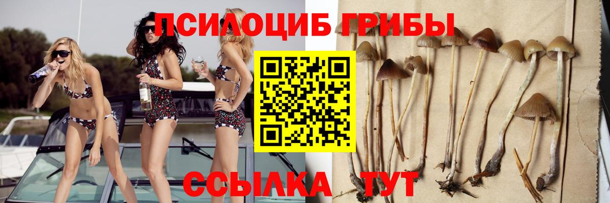 Балашов  Псилоцибиновые грибы Psilocybine cubensis  Вход с VPN 
